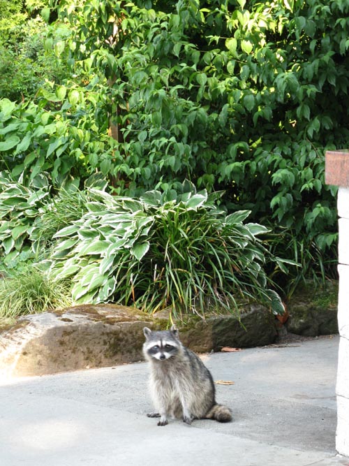 Raccoon, Prospect Point Lookout, Stanley Park, Vancouver, BC, Canada
