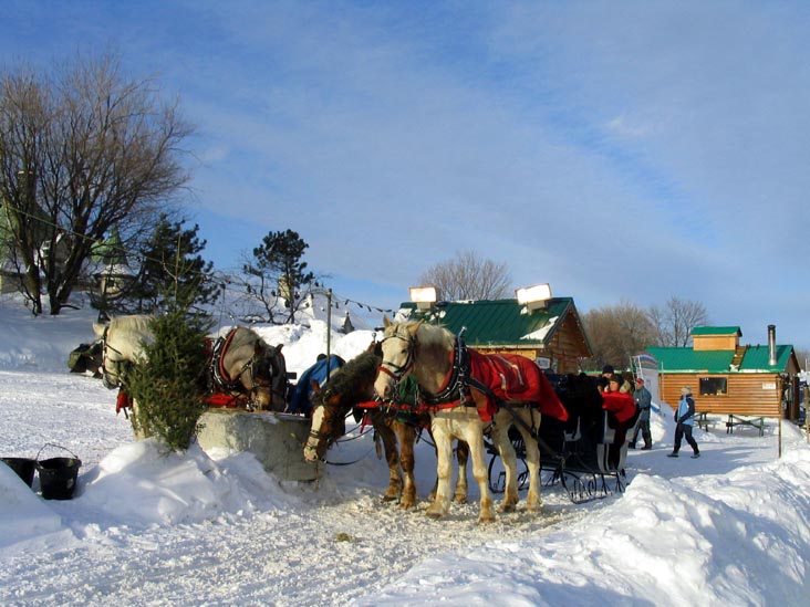 Sleigh Ride (Promenade en carriole), Place Desjardins, Carnaval de Québec (Quebec Winter Carnival), Québec City, Canada