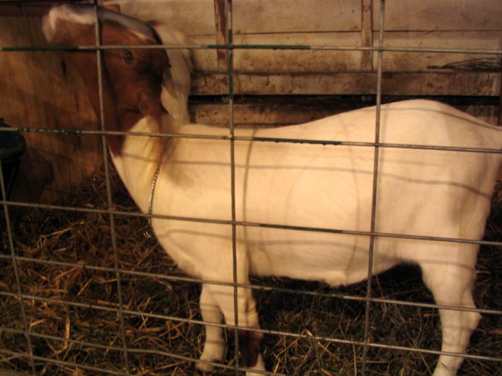 Goat, Cobleskill Fair, Cobleskill Fairgrounds, Cobleskill, New York