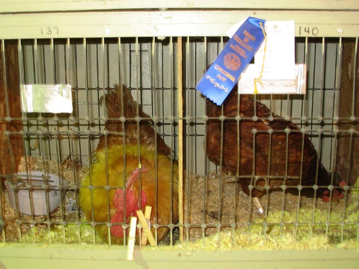 Chickens, Cobleskill Fair, Cobleskill Fairgrounds, Cobleskill, New York