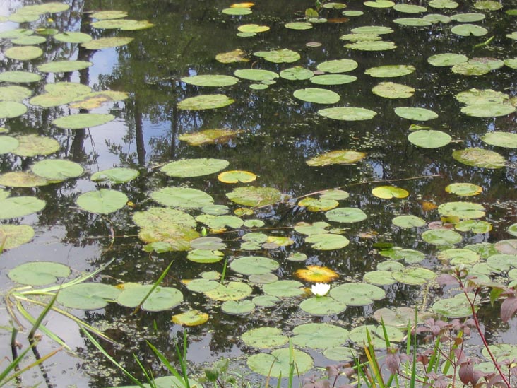 Lilies, Goodyear Swamp Sanctuary, Otsego Lake, New York