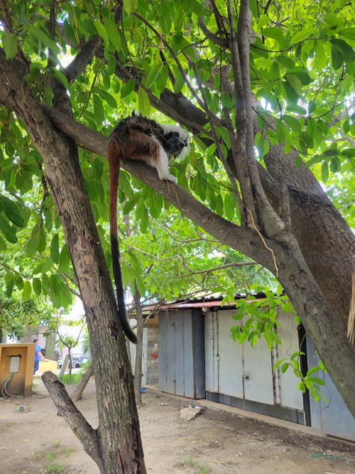 Cotton-Top Tamarin Monkey, Parque del Centenario, Cartagena, Colombia, July 8, 2022