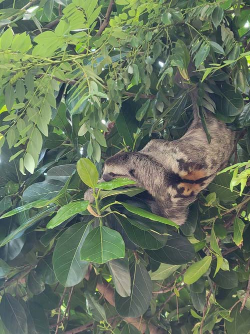 Sloth, Parque del Centenario, Cartagena, Colombia, July 8, 2022