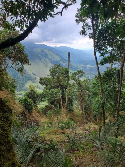 Valle de Cocora/Cocora Valley, Quindío, Colombia, July 16, 2022