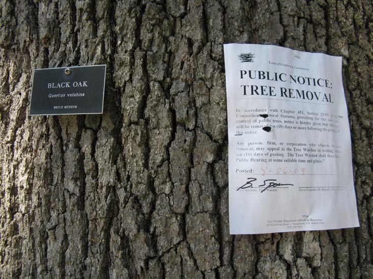 Black Oak Tree, Bruce Museum, One Museum Drive, Greenwich, Connecticut
