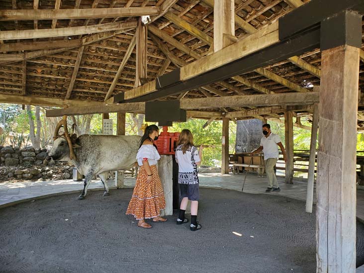 Trapiche Ox-Operated Sugar Mill, Hacienda El Viejo, Guanacaste, Costa Rica, December 28, 2021