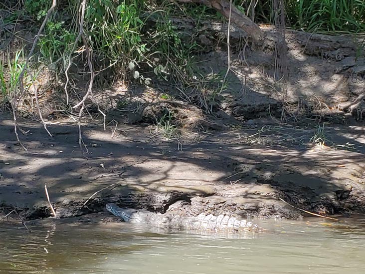Crocodile, Tempisque River, Hacienda El Viejo National Wildlife Refuge, Guanacaste, Costa Rica, December 28, 2021