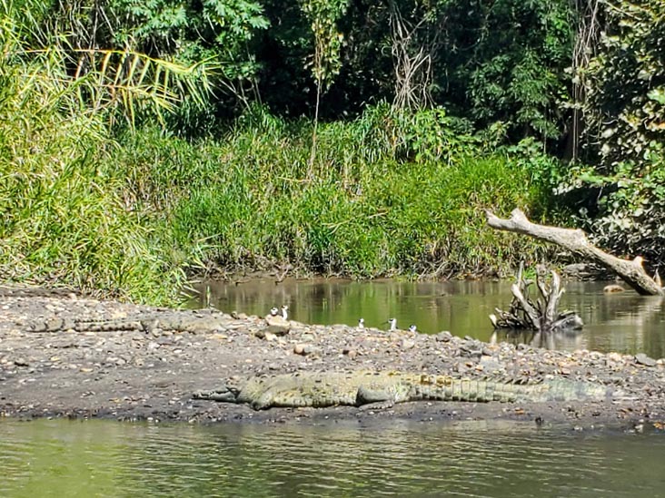 Crocodiles, Tempisque River, Hacienda El Viejo National Wildlife Refuge, Guanacaste, Costa Rica, December 28, 2021