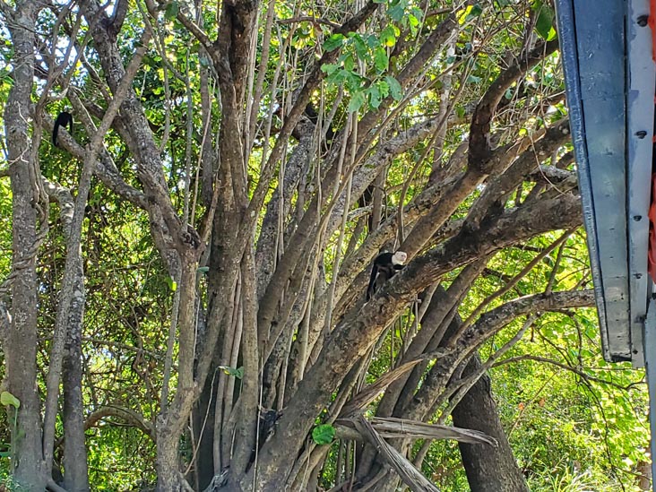 Capuchin Monkeys, Tempisque River, Hacienda El Viejo National Wildlife Refuge, Guanacaste, Costa Rica, December 28, 2021