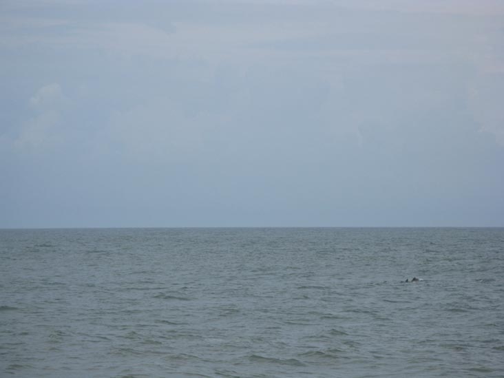 Dolphins In Water Off Beach Near Ocean View Parkway, Bethany Beach, Delaware, August 28, 2009