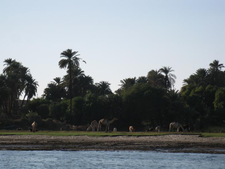 Camels On Shore, Felucca Cruise, Nile River, Aswan, Egypt
