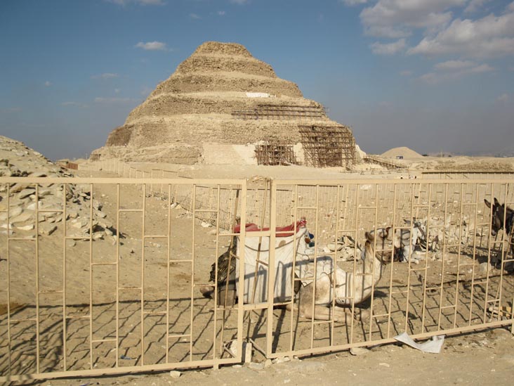 Step Pyramid of Djoser (Zoser) and Camel, Saqqara Complex, Egypt
