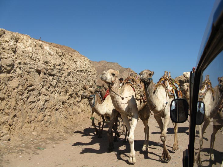 Camels Near Blue Hole, Red Sea, Dahab, Sinai, Egypt
