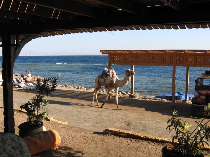 Camel, Blue Hole, Red Sea, Dahab, Sinai, Egypt