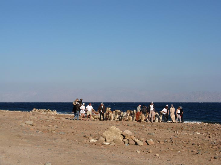 Camels Resting Near Blue Hole, Red Sea, Dahab, Sinai, Egypt