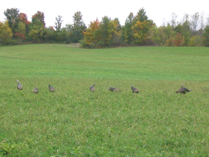 Wild Turkeys Near Minoa, New York