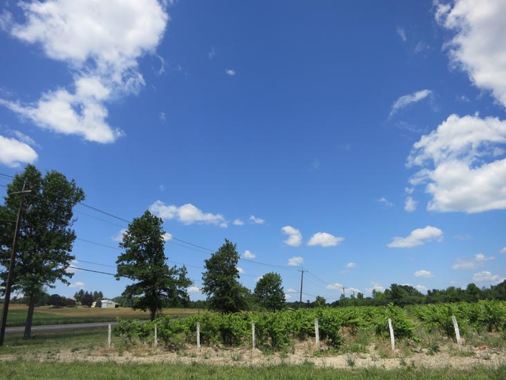 Shaw Vineyard, 3901 State Route 14, Himrod, New York