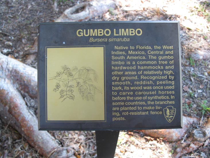 Gumbo Limbo Tree, Flamingo Visitor Center, Everglades National Park, Florida
