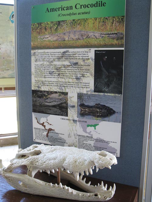 American Crocodile Display, Flamingo Visitor Center, Everglades National Park, Florida