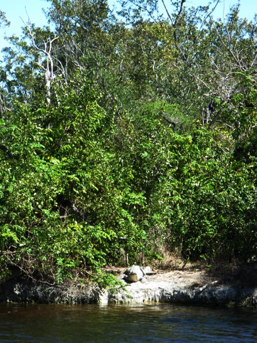 American Crocodile, Marina, Flamingo, Everglades National Park, Florida