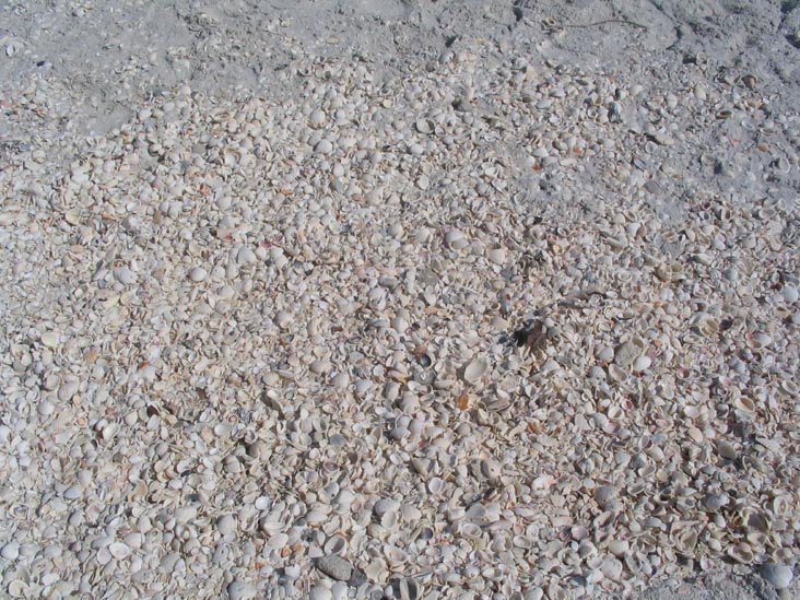Shells, Sand Spur Beach, Gasparilla Island State Park, Gasparilla Island, Florida
