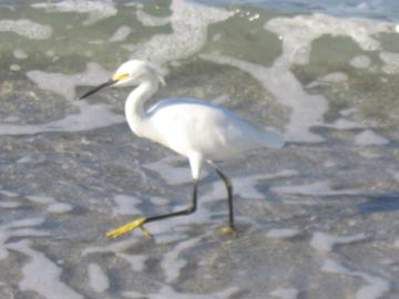 Egret, Longboat Key Beach, Longboat Key, Florida