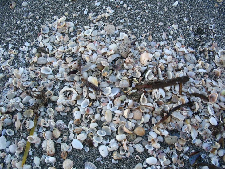 Shells, Longboat Key Beach, Longboat Key, Florida