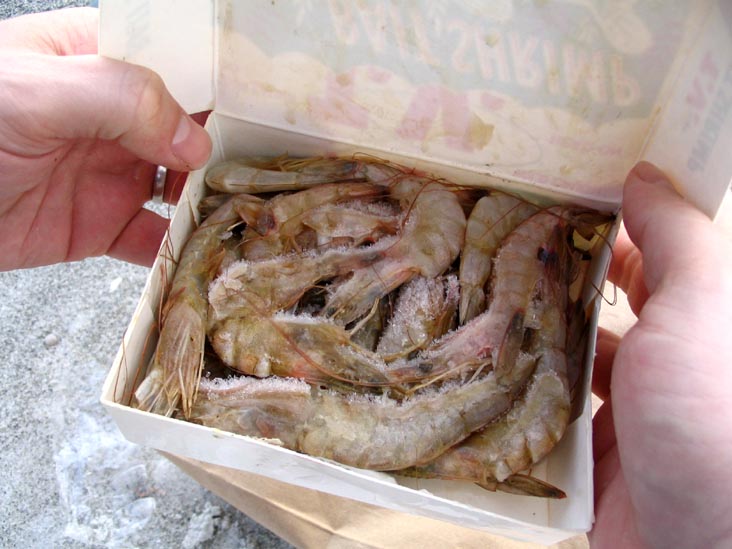 Bait Shrimp, Beach, Longboat Key, Florida, November 11, 2006, 4:31 p.m.