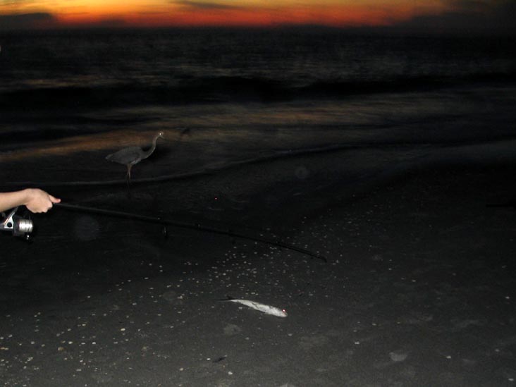 Ladyfish, Beach, Longboat Key, Florida, November 11, 2006, 6:11 p.m.