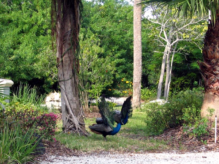 Peacocks, Broadway, Longboat Key, Florida