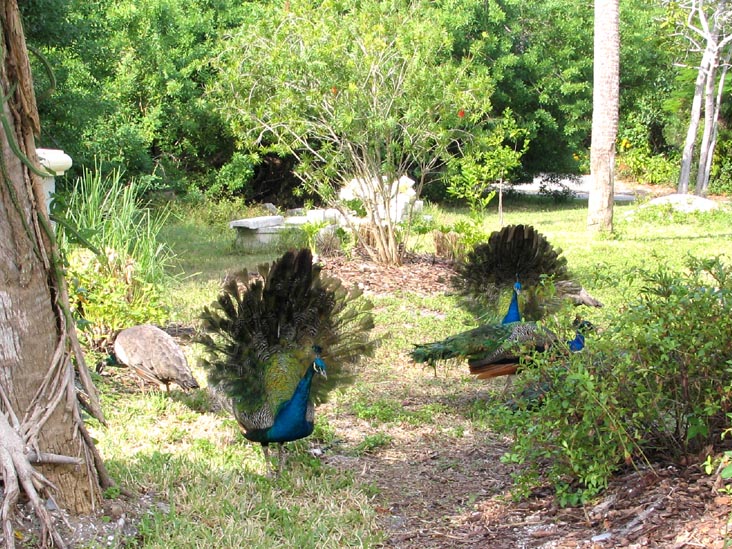 Peacocks, Broadway, Longboat Key, Florida