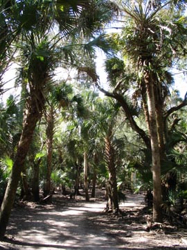 Canopy, Myakka River State Park, Sarasota County, Florida