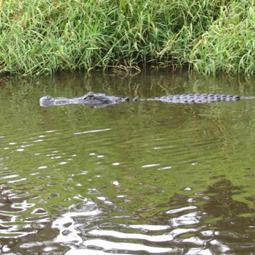Alligator, Myakka River State Park, Sarasota County, Florida