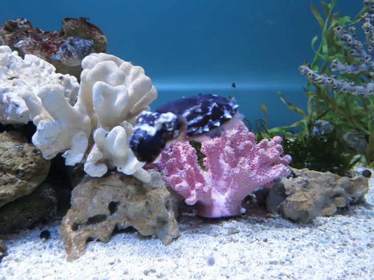 Mote Marine Laboratory & Aquarium, Sarasota, Florida, November 4, 2014