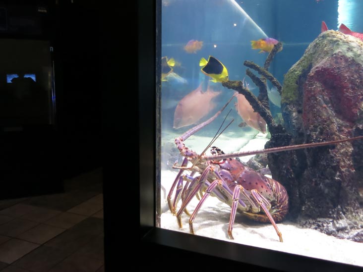 Mote Marine Laboratory & Aquarium, Sarasota, Florida, November 4, 2014