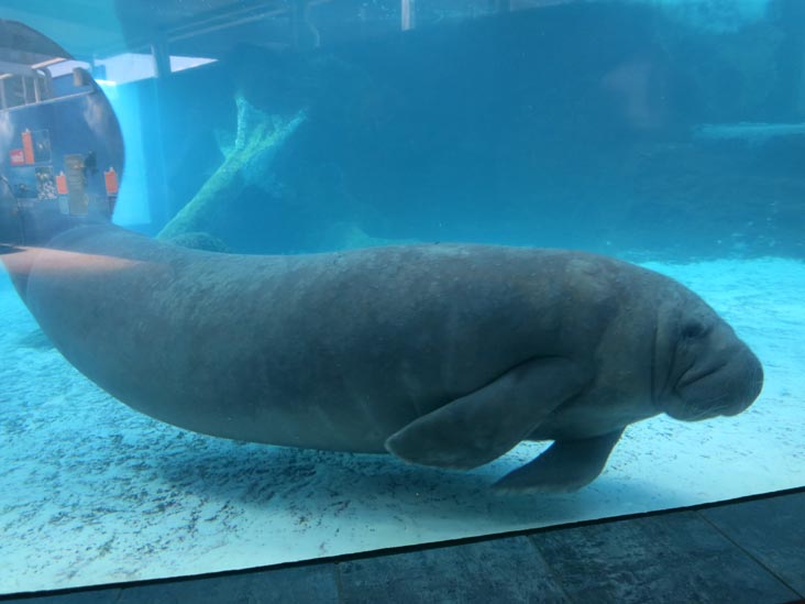 Manatees, Mote Marine Laboratory & Aquarium, Sarasota, Florida, November 4, 2014