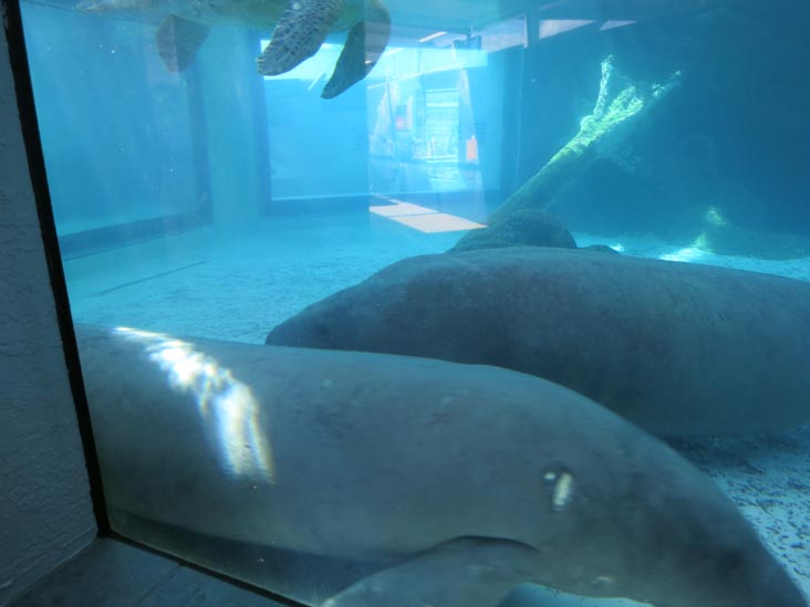 Manatees, Mote Marine Laboratory & Aquarium, Sarasota, Florida, November 4, 2014