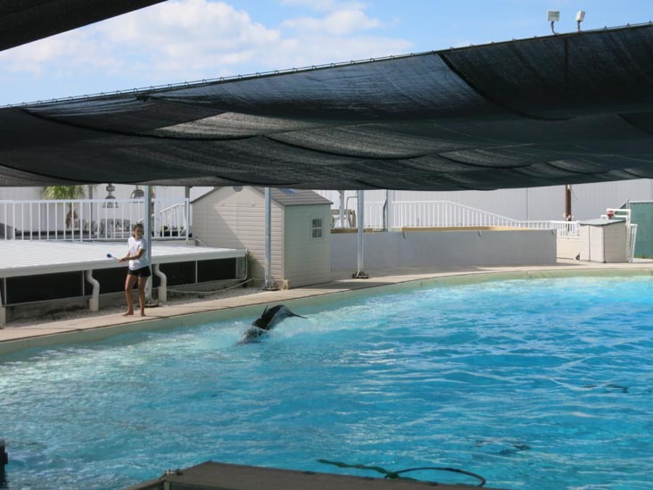 Dolphin Lagoon, Mote Marine Laboratory & Aquarium, Sarasota, Florida, November 4, 2014