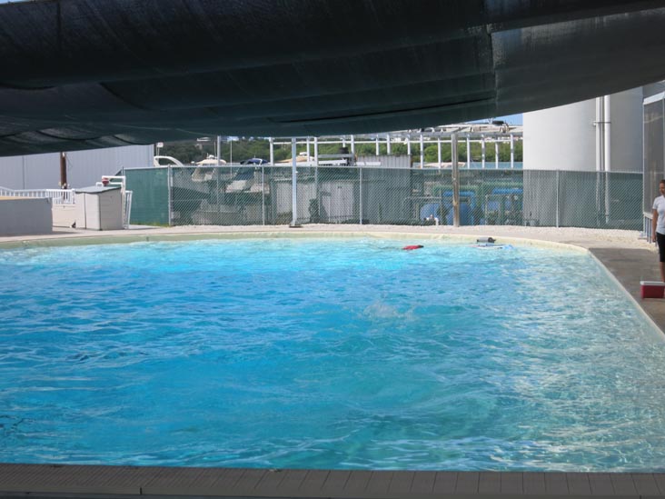 Dolphin Lagoon, Mote Marine Laboratory & Aquarium, Sarasota, Florida, November 4, 2014