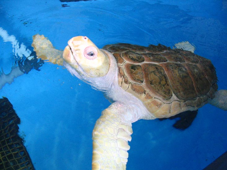 Sea Turtle, Mote Marine Laboratory, Sarasota, Florida, November 13, 2004