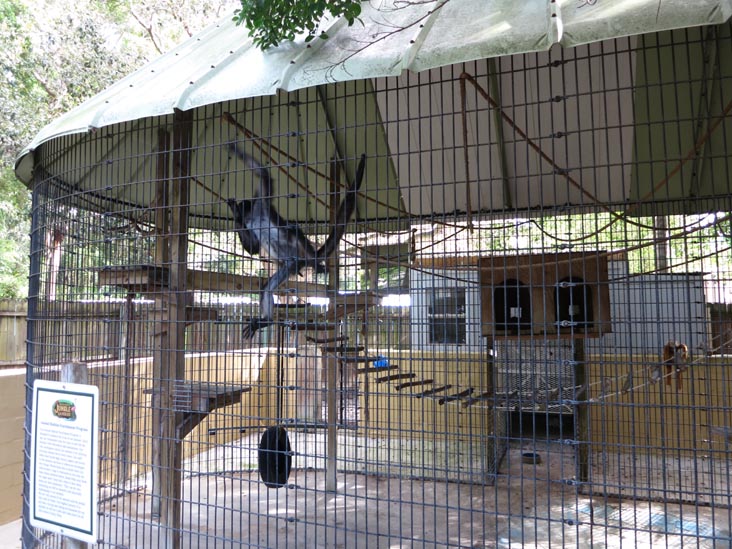 Spider Monkey, Sarasota Jungle Gardens, Sarasota, Florida, November 7, 2013