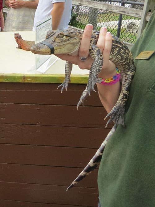 Reptile Encounter, Sarasota Jungle Gardens, Sarasota, Florida, November 7, 2013