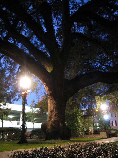 Hanging Tree, Warren Square, Savannah, Georgia