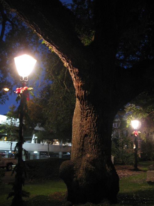 Hanging Tree, Savannah Ghosts Walking Tour, Warren Square Stop, Savannah, Georgia