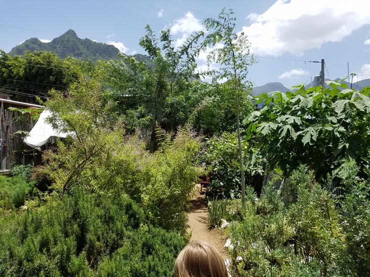 Plantas Medicinales, San Juan La Laguna, Guatemala, July 29, 2019