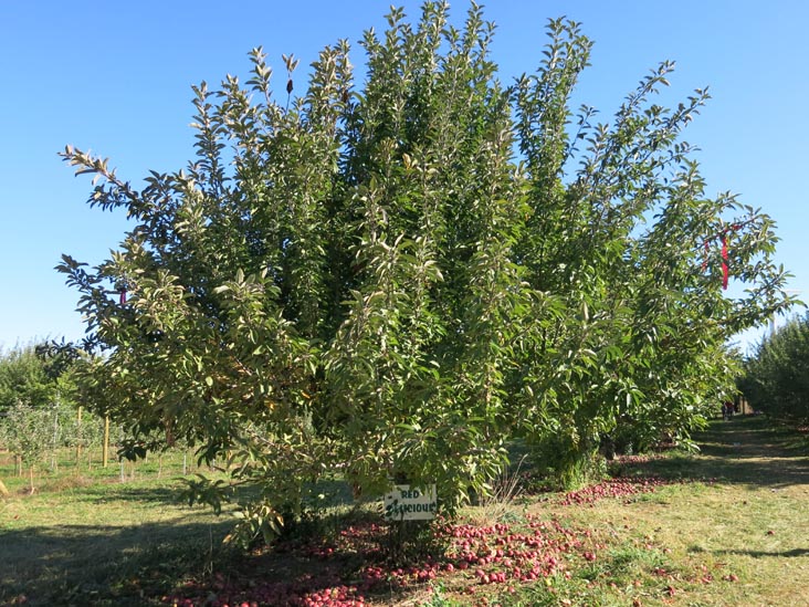 Apple Orchards, Barton Orchards, 63 Apple Tree Lane, Poughquag, New York, October 20, 2014