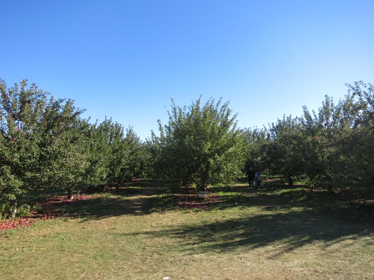 Apple Orchards, Barton Orchards, 63 Apple Tree Lane, Poughquag, New York, October 20, 2014