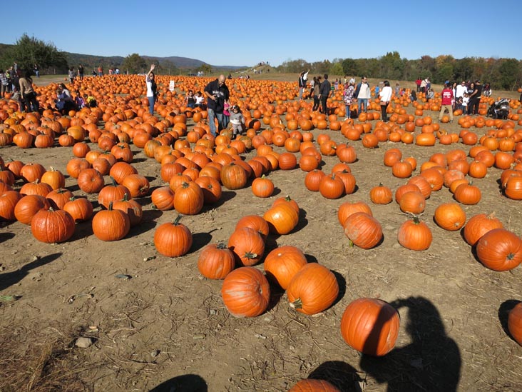 Pumpkins, Barton Orchards, 63 Apple Tree Lane, Poughquag, New York, October 20, 2014