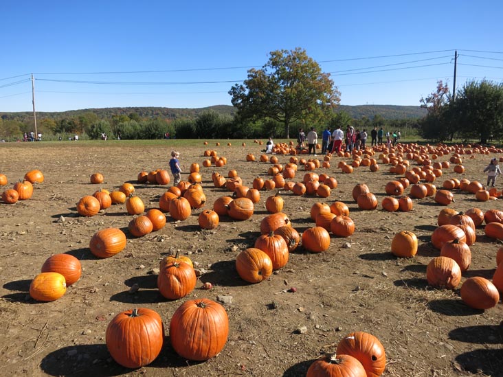 Pumpkins, Barton Orchards, 63 Apple Tree Lane, Poughquag, New York, October 20, 2014