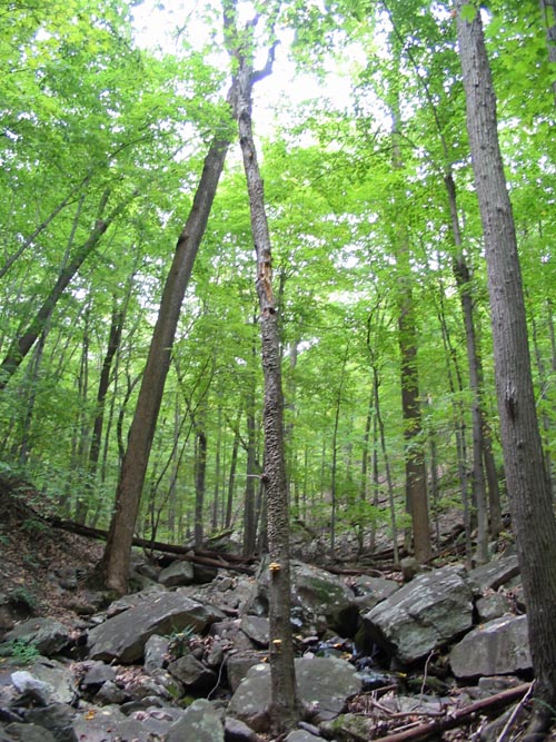 Overlook Trail (Red Trail), Fishkill Ridge, Dutchess County, New York